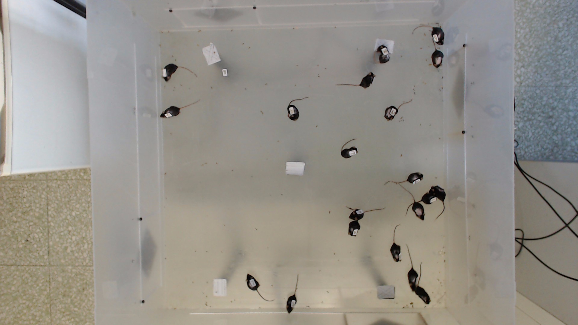 Mouse Object Detection 20Mice Object Detection Dataset by Research