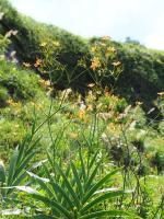 Plants project thumbnail