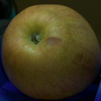 Apple project thumbnail