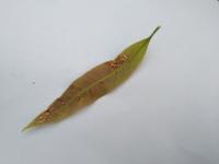 Manggo Leaf project thumbnail