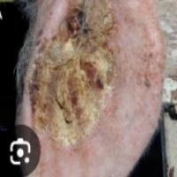 pig_data_labelll project thumbnail