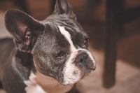 dog_breed_11_6 project thumbnail
