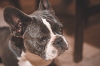 dog_breeds_416_test project thumbnail