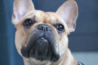 dog_breed_11-6-train project thumbnail