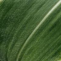 Leaf Disease Segmentation project thumbnail