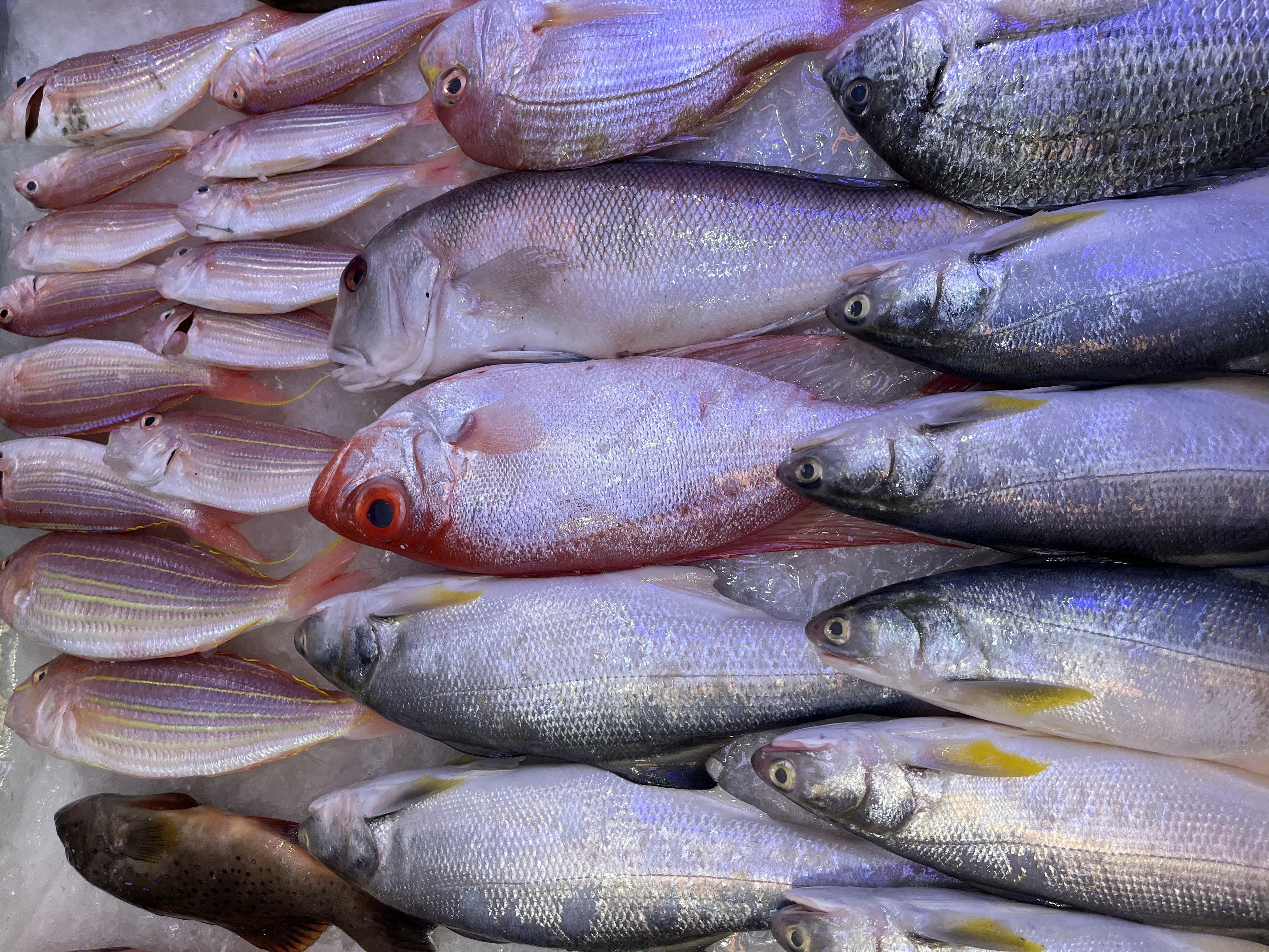 Fishai Object Detection Dataset and Pre-Trained Model by fish