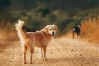 Dogs Project project thumbnail
