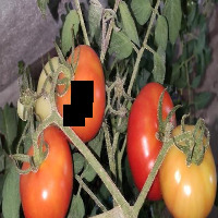 tomato project thumbnail