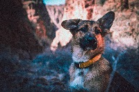 Dataset Image