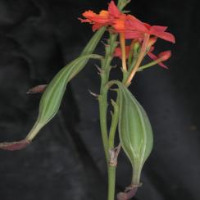 Epidendrum project thumbnail