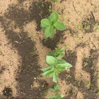 Weed detection project thumbnail