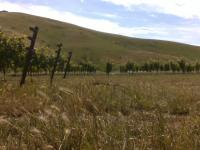 Testing Vineyard Images 2 project thumbnail