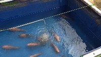 Deteksi Benih Ikan project thumbnail