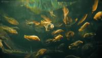 Small Fish detect project thumbnail
