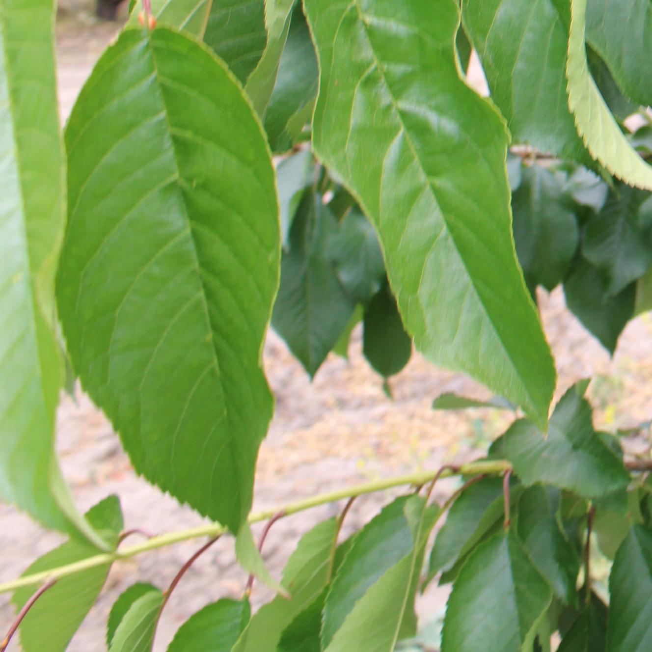 Cherry Case Study Cherry Maturity Detection Object Detection Dataset by CherryCO