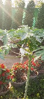 plant leaf detection project thumbnail