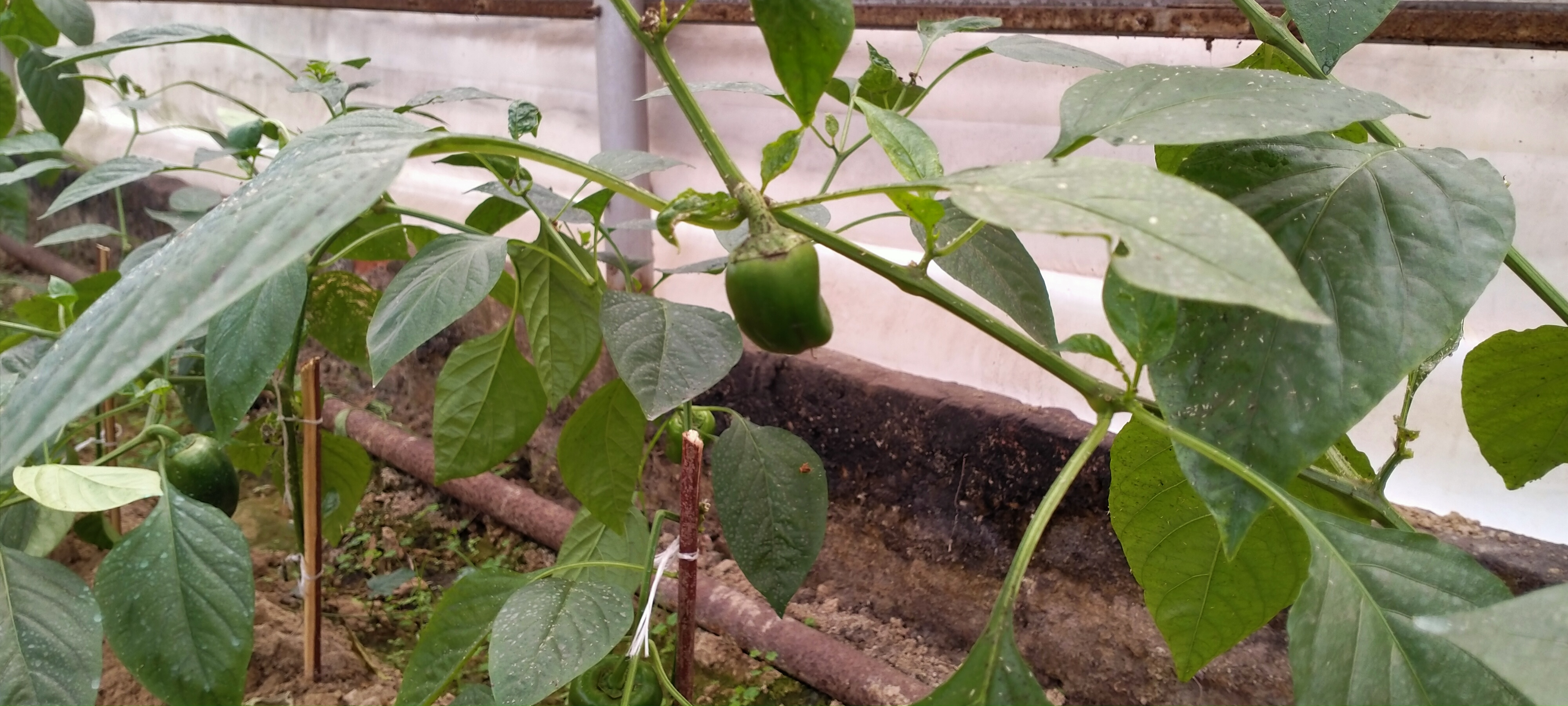 Field Capsicum Maturity Object Detection Dataset By Iit Kgp