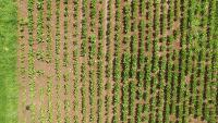 Plant Detection project thumbnail