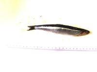 FIsh project thumbnail