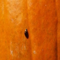 ladybug detection Object Detection Dataset by Suyeon