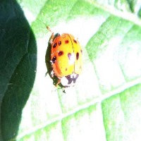 ladybug detection Object Detection Dataset by Suyeon