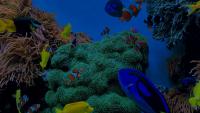 Tropical Fish Detection project thumbnail