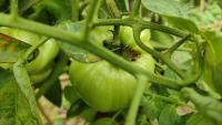 tomato_4qua_pro project thumbnail