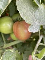 tomato_2la_pro project thumbnail