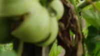 train-valid-test_tomato-2la-4qua-seg-pro 2 project thumbnail