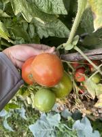 tomato-suongmai-xoanla project thumbnail