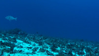 fish project thumbnail
