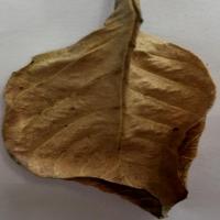 Guava leaf disease detection project thumbnail