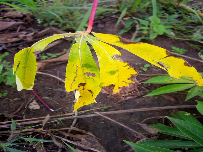 Plant Disease Classification Classification Dataset and Pre-Trained ...