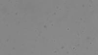 Tcell project thumbnail