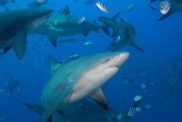 sharks_n_sheeps_KD project thumbnail