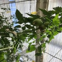 tomato1 project thumbnail