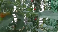 tomato_movie project thumbnail