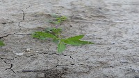 Weed Detection project thumbnail