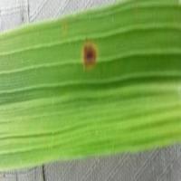 Rice_Disease_GT-02 project thumbnail