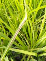 Rice_Disease_GT project thumbnail