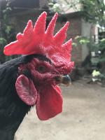 Chicken project thumbnail