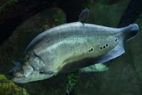 fish project thumbnail