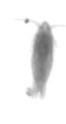 Plankton project thumbnail