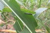 Wheat_Pest_Detection  project thumbnail