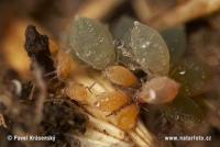 Cotton_Pest_4 project thumbnail
