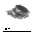 MarineOrganisums  project thumbnail