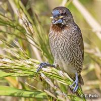 Deteksi Burung Pemakan Padi project thumbnail