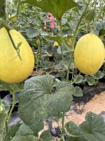 Melon Disease project thumbnail