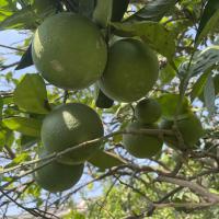 Citrus Dataset Detection project thumbnail