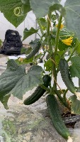 CucumberDetection-GM project thumbnail